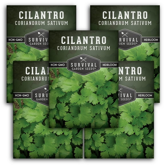 5 Packs Cilantro - Non-GMO Heirloom Herb Seeds - Full Sun Annual