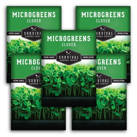 5 Packs Clover Microgreens Seeds - Non-GMO Heirloom Annual Full Sun Herb Seed