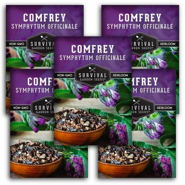 5 packs Comfrey Seed - Non-GMO Heirloom Full Sun Perennial Herb