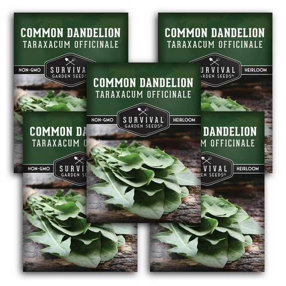 5 Packs Common Dandelion Seeds - Organic Non-GMO Heirloom Perennial Full Sun