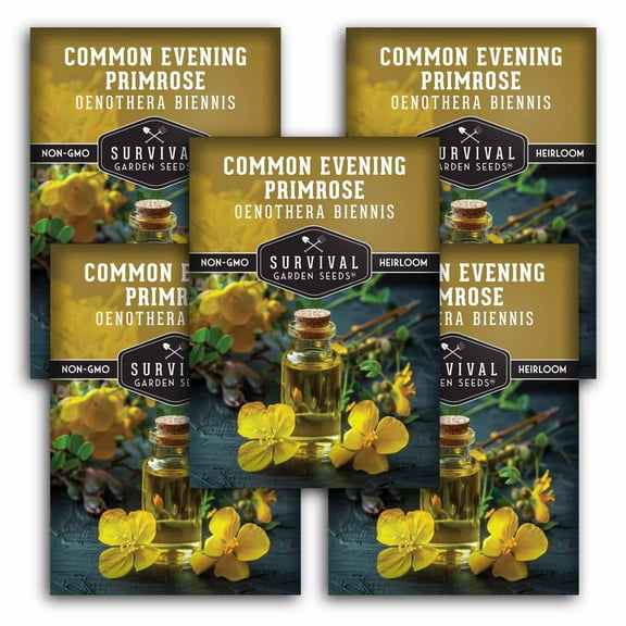 5 Packs Common Evening Primrose Seeds - Heirloom Full Sun Biennial Flower
