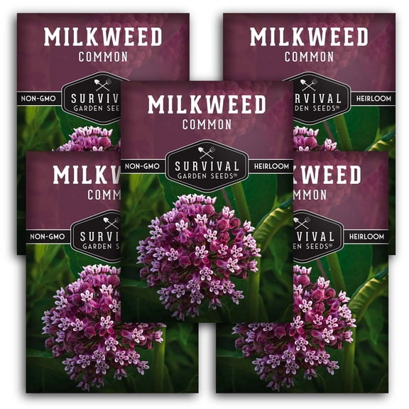 Common Milkweed Flower Seeds (5 Pack) - Full Sun, Perennial