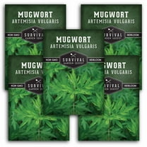 5 Packs Common Mugwort Seeds - Artemisia Vulgaris - Non-GMO Heirloom Perennial Full Sun Herb