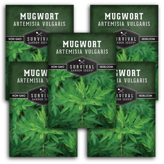 Mugwort Seeds - Perennial Full Sun Herb - 5 Packs