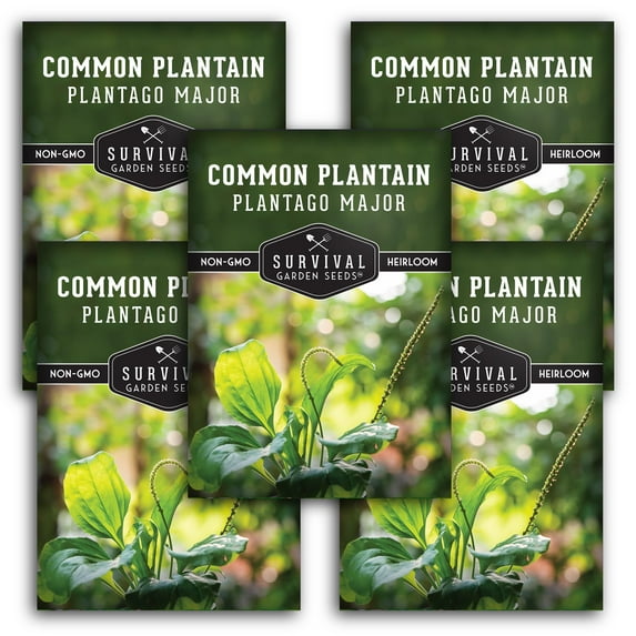 Common Plantain Seeds - Plantago Major - Perennial Full Sun Medicinal Herb - 5 Packs