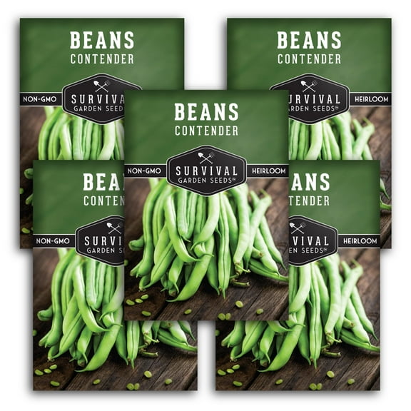 5 Packs Contender Bush Bean Seeds - Non-GMO Heirloom Full Sun Annual Vegetable