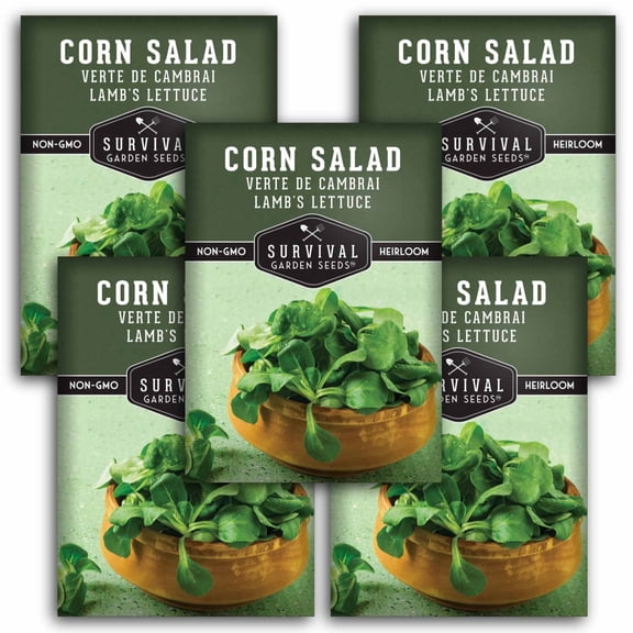 5 Packs Corn Salad Verte De Cambrai Seeds - Lamb's Lettuce Mache - Non-GMO Heirloom Annual Full Sun