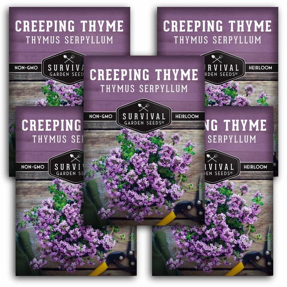 Creeping Thyme Seeds - Heirloom Perennial Full Sun Herb - 5 Packs