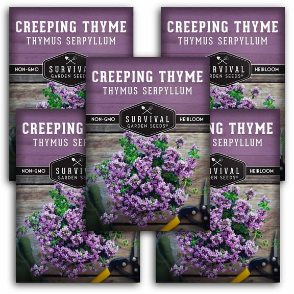 Creeping Thyme Seeds - Ground Cover - Non-GMO Heirloom Perennial Full Sun Herb - 5 Packs