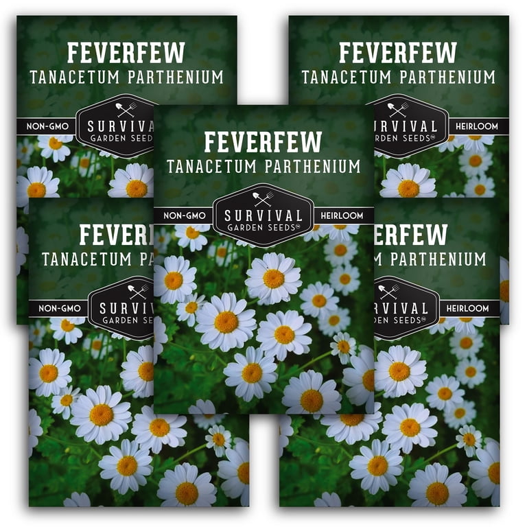 Feverfew Seeds for Planting - 5 Packets with Instructions to Plant and Grow Your Own Bachelor's Buttons in Your Home Vegetable or Herb Garden -
