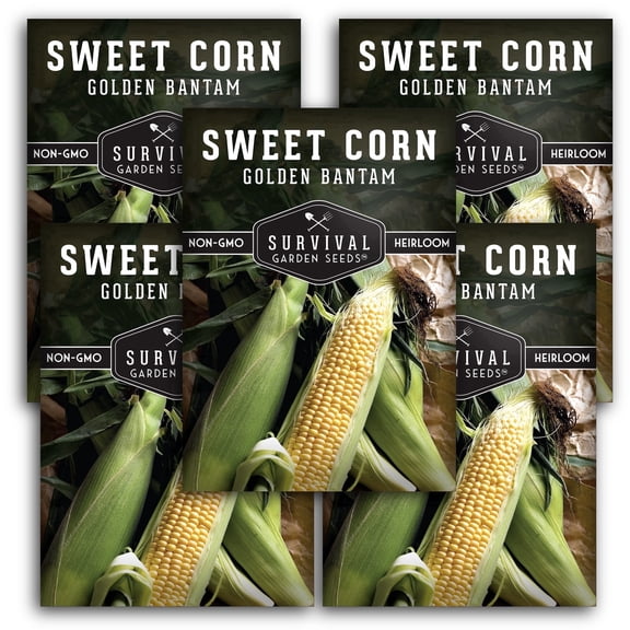 Golden Bantam Sweet Corn Vegetable Seeds - Full Sun Annual (5 Pack)