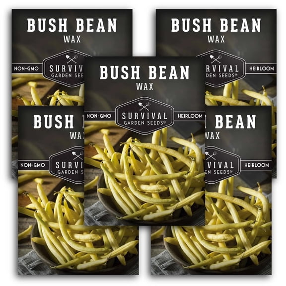 Golden Wax Bush Bean Seeds - Heirloom Full Sun Annual Vegetable - 5 Packs