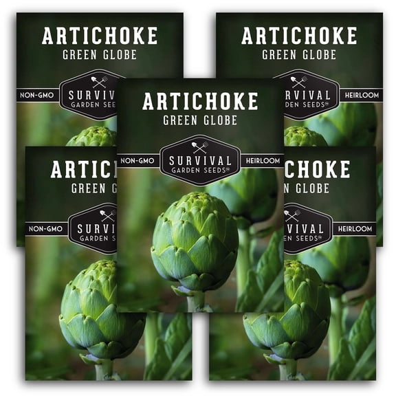 Green Globe Artichoke Seeds - Full Sun Perennial Vegetable - 5 Packs