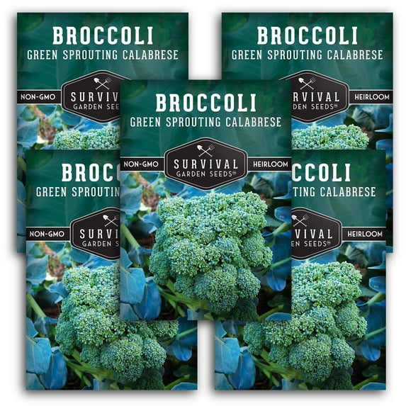 5 Packs Green Sprouting Calabrese Broccoli Seeds - Non-GMO Heirloom Full Sun Biennial Vegetable