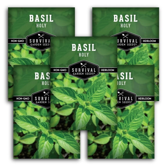 Holy Basil Seeds - Full Sun Annual Herb - 5 Packs