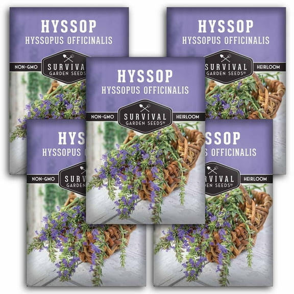 5 Packs Hyssop Seeds - Non-GMO Heirloom Perennial Full Sun Herb