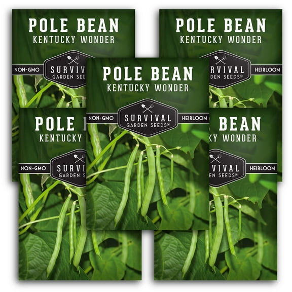 5 packs Kentucky Wonder Pole Bean Seed - Non-GMO Heirloom Full Sun Annual Vegetable