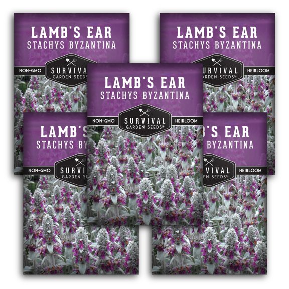 5 Packs Lamb's Ear Seeds - Wooly Betony - Heirloom Perennial Full Sun Herb