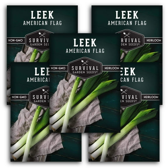 5 Packs Large American Flag Leek Seeds - Non-GMO Heirloom Full Sun Perennial Vegetable