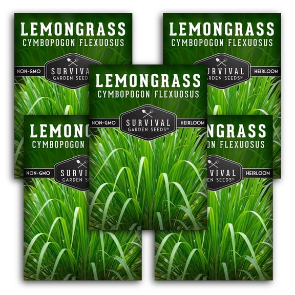 Lemongrass Seeds - Full Sun Annual Herb - 5 Packs