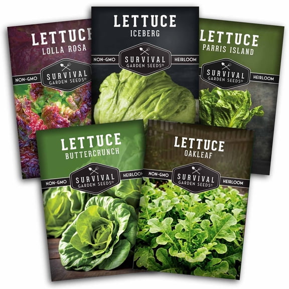 Lettuce Seeds Variety Pack - 5 Heirloom Types - Full Sun Annual Vegetable