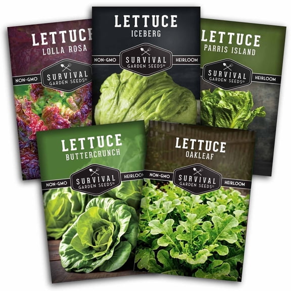 Lettuce Seeds Variety Pack - 5 Types - Full Sun Annual Vegetable