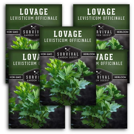 5 Packs Lovage Seeds - Non-GMO Heirloom Full Sun Perennial Herb