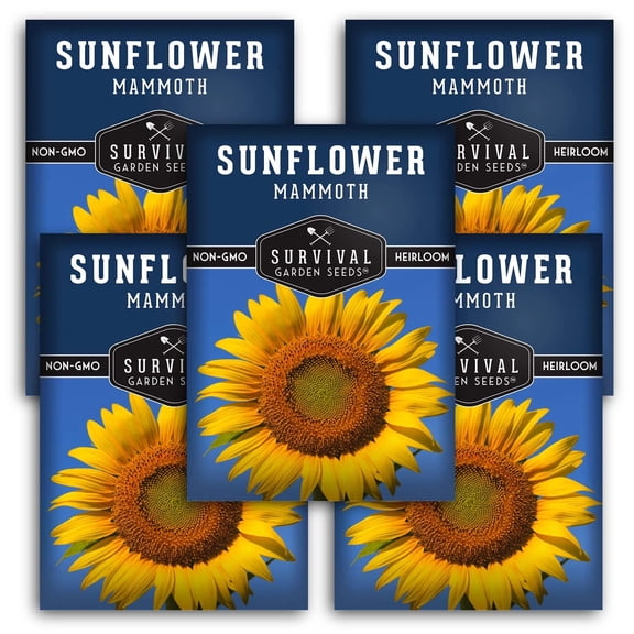 Mammoth Sunflower Seeds - Full Sun Annual Flower - 5 Packs