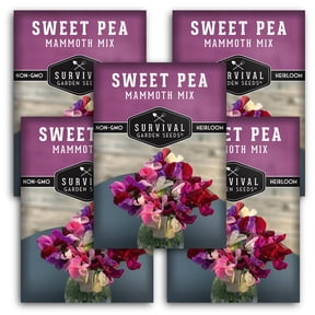 5 Packs Mammoth Sweet Pea Seeds Mix - Full Sun Annual Flower