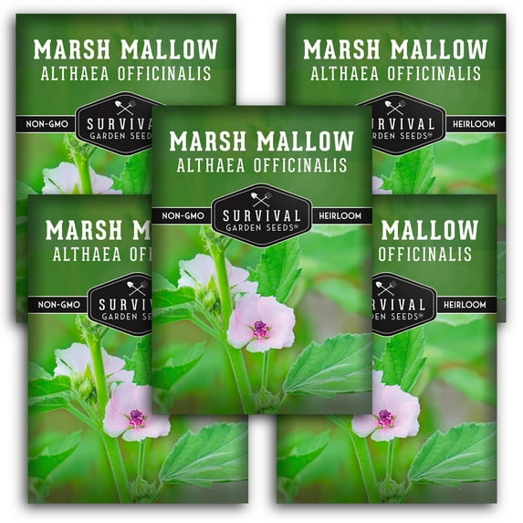 5 Packs Marsh Mallow Seeds - Rare Medicinal Flowering Herbs - Non-GMO Heirloom Perennial Full Sun