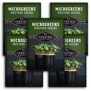 Mustard Greens Microgreens Sprouting Seeds - Annual Partial Sun Vegetable - 5 Packs