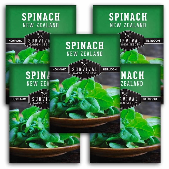 New Zealand Spinach Seeds - Heirloom Annual Full Sun Vegetable - 5 Packs