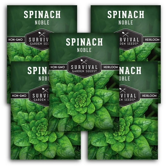 5 packs Noble Giant Spinach Seeds - Non-GMO Heirloom Full Sun Annual Vegetable