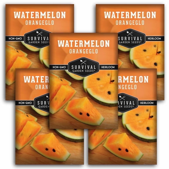 Orangeglo Watermelon Seeds - Annual Full Sun Fruit - 5 Packs