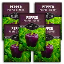 5 Packs Purple Beauty Pepper Seeds - Non-GMO Heirloom Annual Full Sun