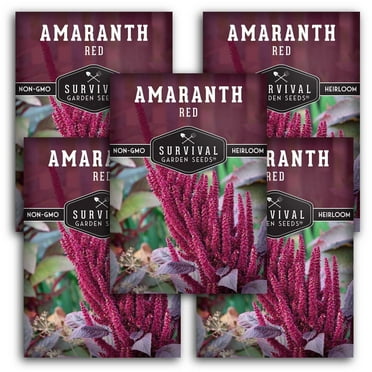 5 pack Red Amaranth Seeds - Non-GMO Heirloom Full Sun Annual Vegetable