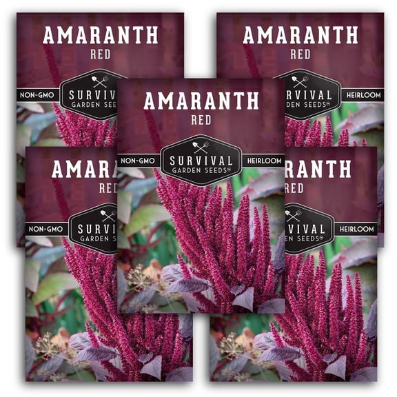 Red Amaranth Seeds - Full Sun Annual Vegetable - 5 Packs