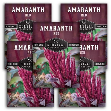 5 Packs Red Amaranth Seeds - Non-GMO Heirloom Full Sun Annual Vegetable