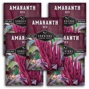 Red Amaranth Seeds - Full Sun Annual Vegetable - 5 Packs