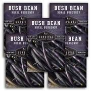 Royal Burgundy Bush Bean Vegetable Seeds - Full Sun Annual 5 Pack