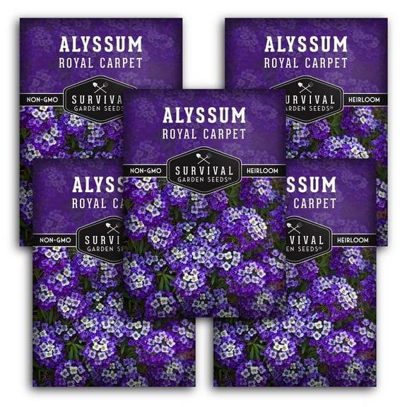 Royal Carpet Alyssum Seeds - Heirloom Annual Full Sun Flowers - 5 Packs