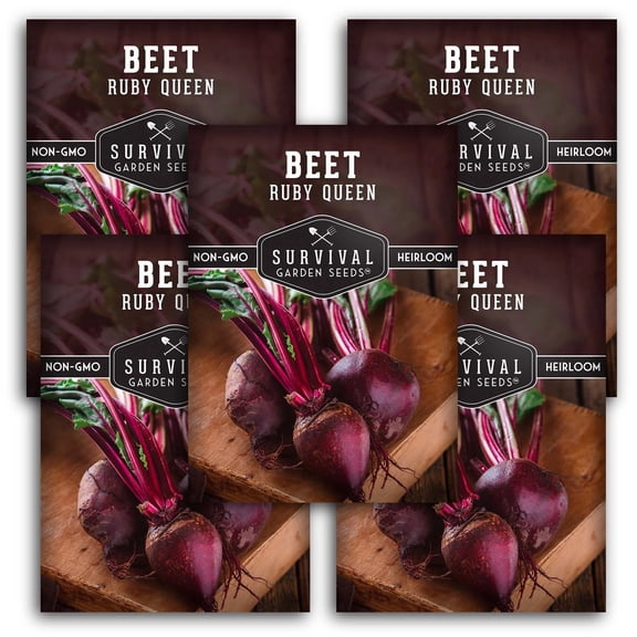Ruby Queen Red Beet Seeds - Full Sun Biennial Vegetable - 5 Packs
