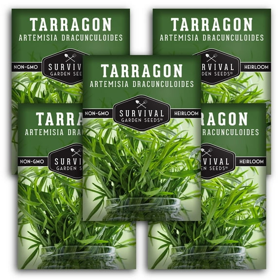 5 Packs Russian Tarragon Seeds - Non-GMO Heirloom Full Sun Perennial Herb