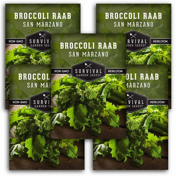 5 packs San Marzano Broccoli Raab Seed - Rabe or Rapini - Heirloom Biennial Full Sun Vegetable