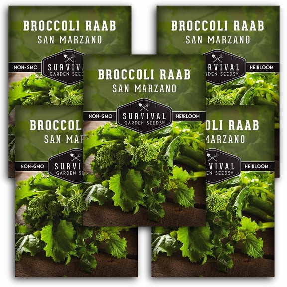 San Marzano Broccoli Raab Seeds - Heirloom Biennial Full Sun Vegetable - 5 Packs
