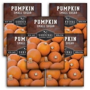Small Sugar Pumpkin Seeds - Full Sun Annual Vegetable - 5 Packs