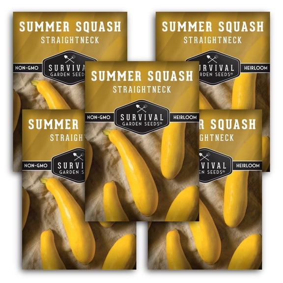 Straightneck Summer Squash Seeds - Full Sun Annual Vegetable - 5 Packs