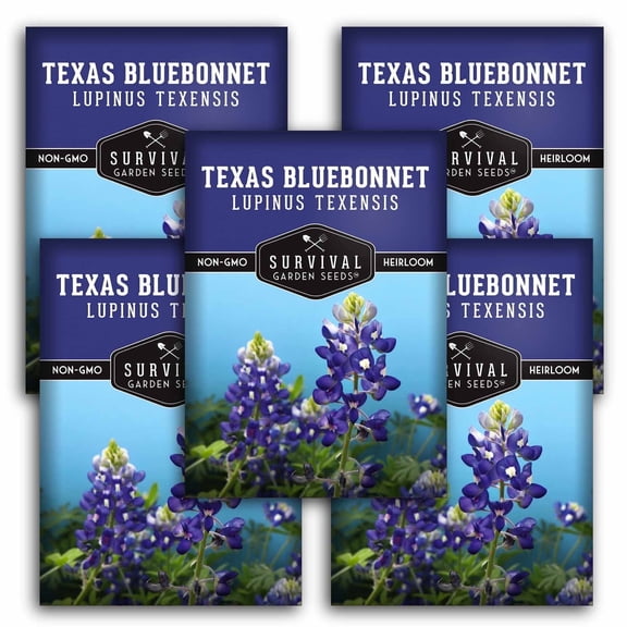 Texas Bluebonnet Seeds - Perennial Full Sun Flower - 5 Packs