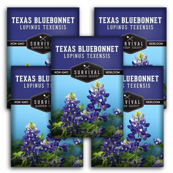 5 packs Texas Bluebonnet Seed - Lupinus Texenisis - Non-GMO Heirloom Perennial Full Sun Flowers