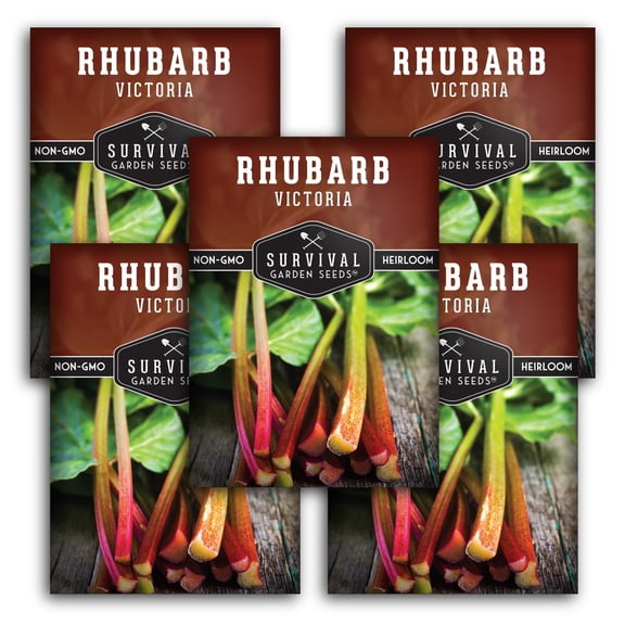 Victoria Rhubarb Seeds - Heirloom Full Sun Perennial Vegetable - 5 Packs